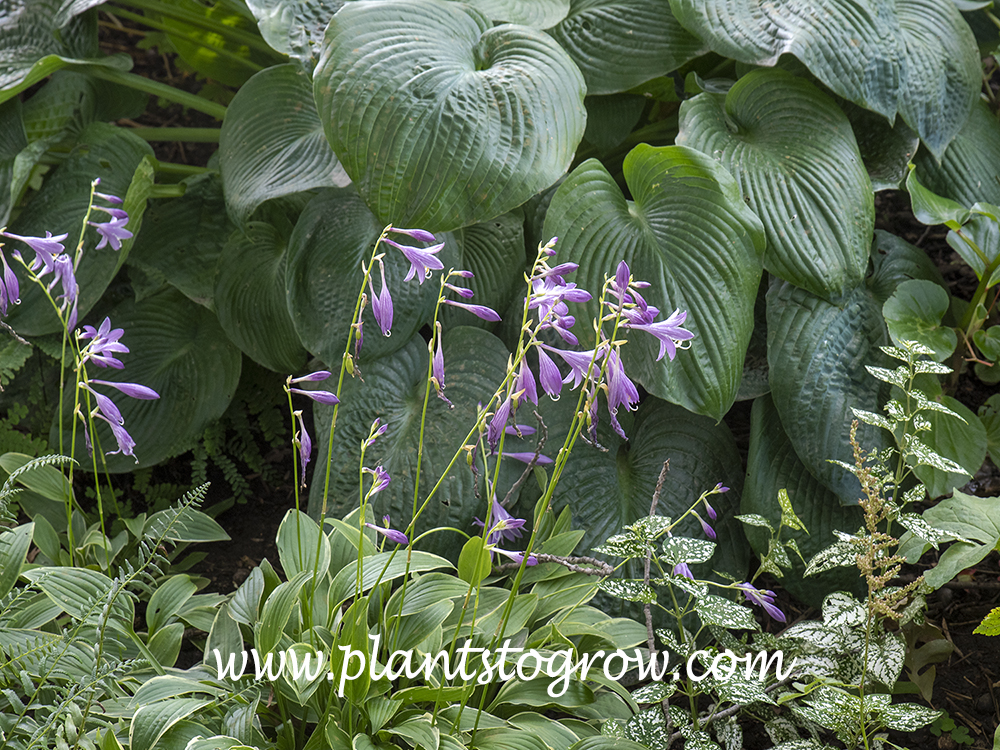 Hosta sieboldii